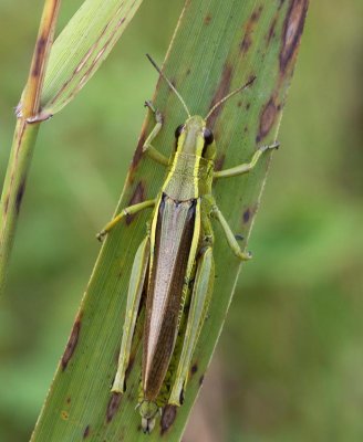 Krrgrshoppa, (Mecostethus grossus), female