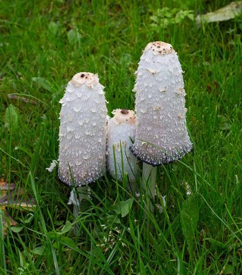 Fjällig bläcksvamp Coprinus comatus 5853 Stenaberga.jpg