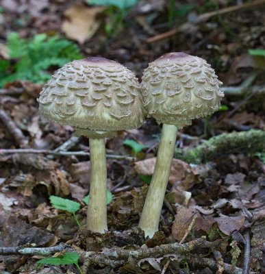 Rodnande fjällskivling, (Chlorophyllum rachodes)