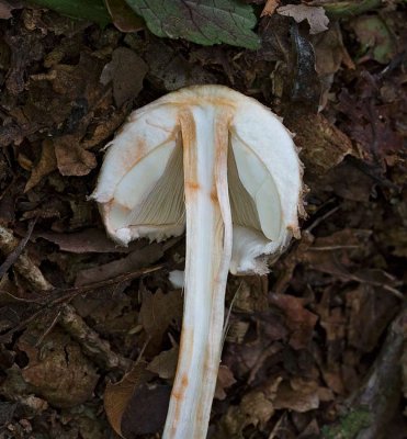 Rodnande fjällskivling, (Chlorophyllum rachodes)