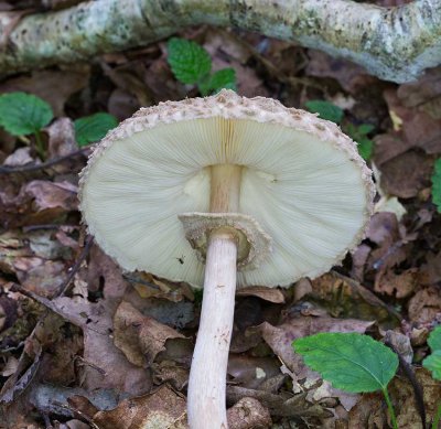 Rodnande fjällskivling, (Chlorophyllum rachodes)