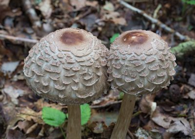 Rodnande fjällskivling, (Chlorophyllum rachodes)