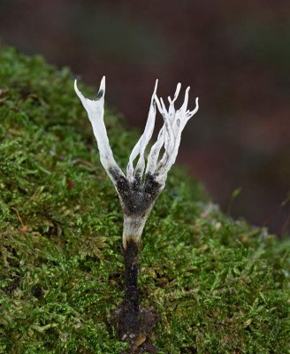 Stubbhorn, (Xylaria hypoxylon)