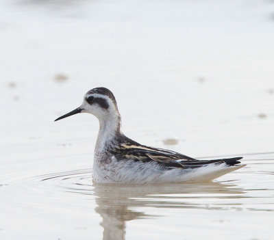 Red-necked Phalarope, 1cy, winter