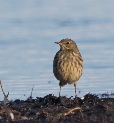 Rock Pipit