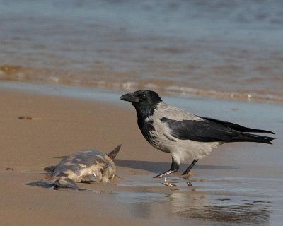 Hooded Crow, eating on a dead salmon trout