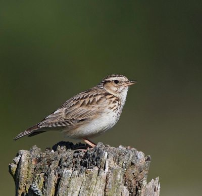 Wood Lark