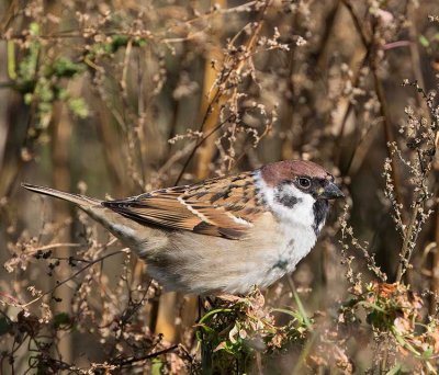 Eurasian Tree Sparrow, eating seeds