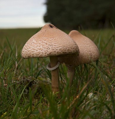 Puckelfjällskivling, (Macrolepiota mastoidea)