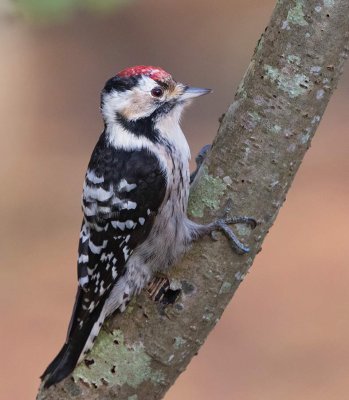 Lesser Spotted Woodpecker, male