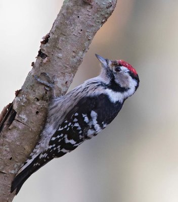 Lesser Spotted Woodpecker, male