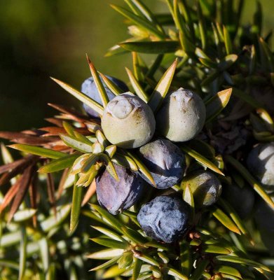 Commom Juniper, female tree with cones