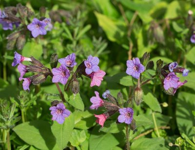 Mrk lungrt, (Pulmonaria obscura)