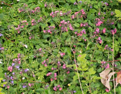 Rd lungrt, (Pulmonaria rubra)