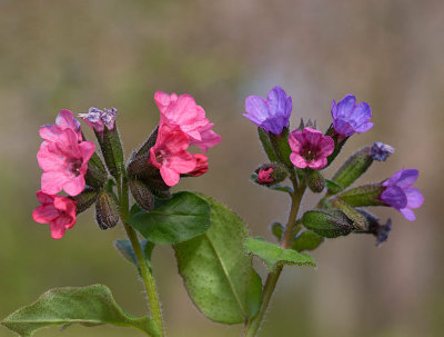 Rd och mrk lungrt, (Pulmonaria rubra  och obscura)