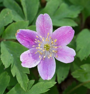 Vitsippa, (Amemone nemorosa), avvikare med rosa blommor