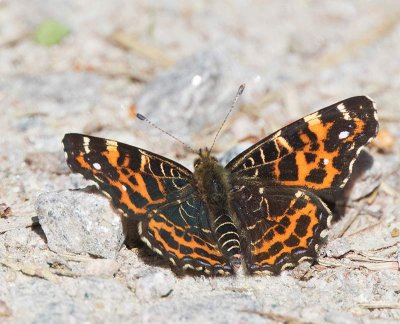 Kartfjäril, (Araschnia levana, f. levana), spring type