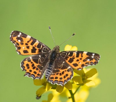 Kartfjäril, (Araschnia levana, f. levana), spring type