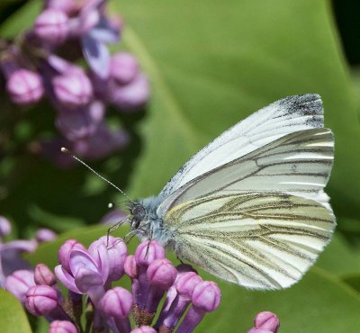 Rapsfjäril, (Pieris napi)
