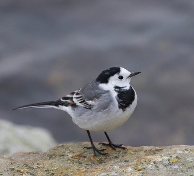 White Wagtail, male in November