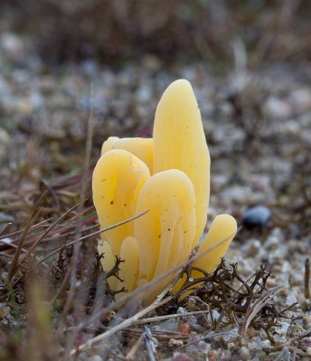 Hagfingersvamp, (Clavulinopsis helvola)