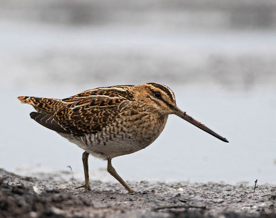 Common Snipe, (Enkelbeckasin)