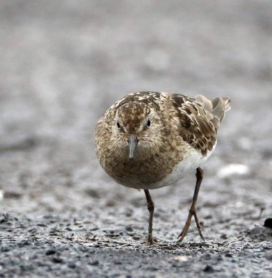 Temminck's Stint, adult