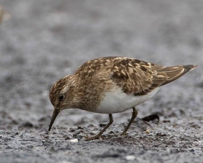 Temminck's Stint, adult