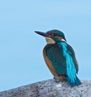 Common Kingfisher