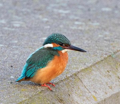 Common Kingfisher, male