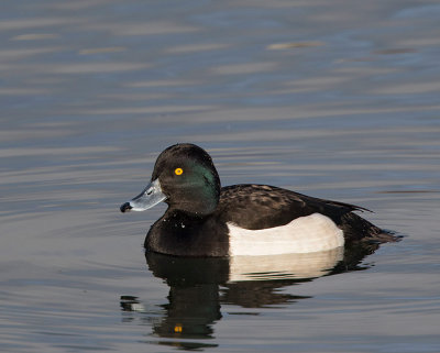 Tufted Duck, male