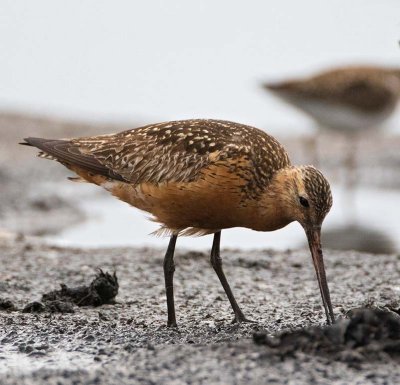 Bar-tailed Godwit, adult male, summer