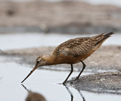 Bar-tailed Godwit, adult male, summer