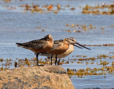 Bar-tailed Godwit, adults, resting during migration