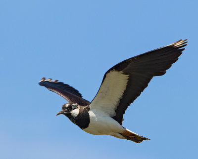 Northern Lapwing, (Tofsvipa)