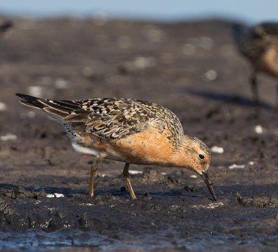 Red Knot, adult female, summer