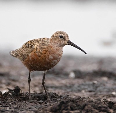 Curlew Sandpiper, adult female, summer