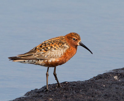 Curlew Sandpiper, adult summer, male