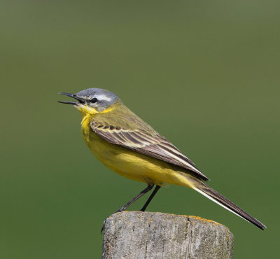Yellow Wagtail, male, (flava)