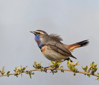 Bluethroat, adult male