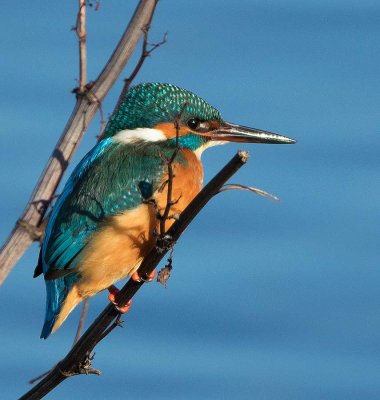Common Kingfisher