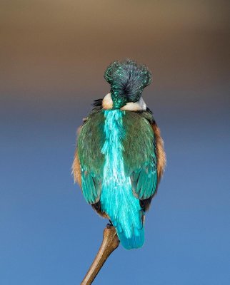 Common Kingfisher