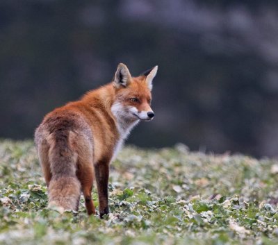 Red Fox, winter