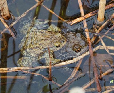 Common Toad, (Vanlig padda), parning