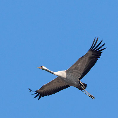 Common Crane
