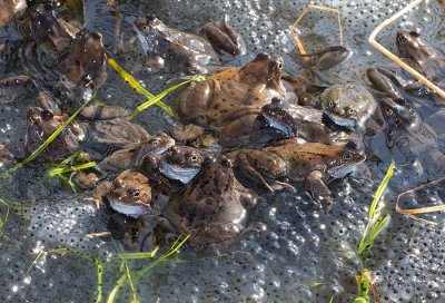 Common Frogs, Vanlig groda, i lekdammen
