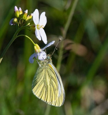 Rapsfjäril, (Pieris napi)