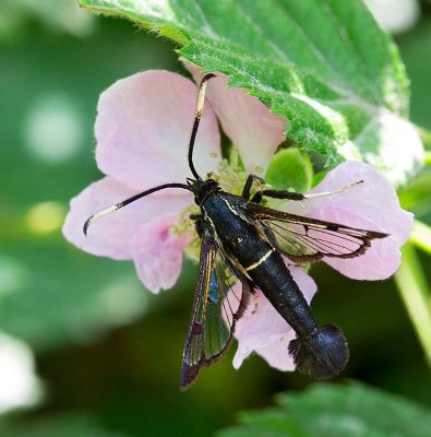 Rovstekelsglasvinge, (Synanthedon spheciformis)