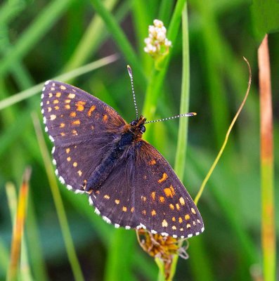 Sotnätfjäril, hane, (Melitaea diamina)