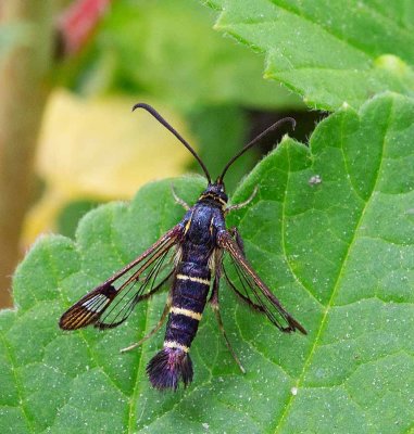 Vinbärsglasvinge, (Synanthedon tipuliformis)